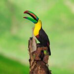 TUCAN RESINA color CASA RUSTICA