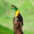 TUCAN RESINA color CASA RUSTICA